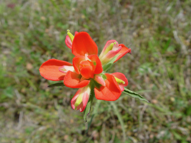 hawkweed
