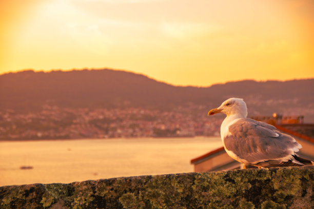 vigo