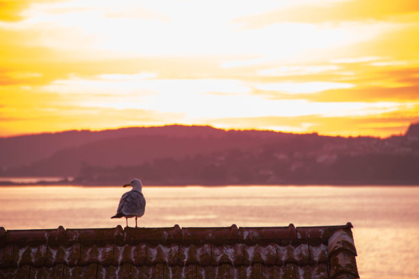 vigo