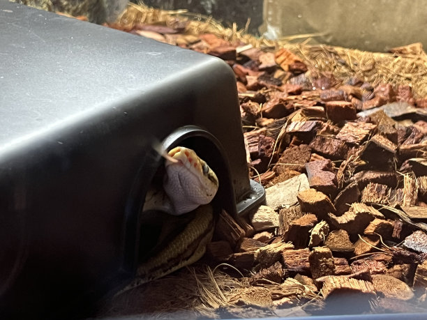 reptilia