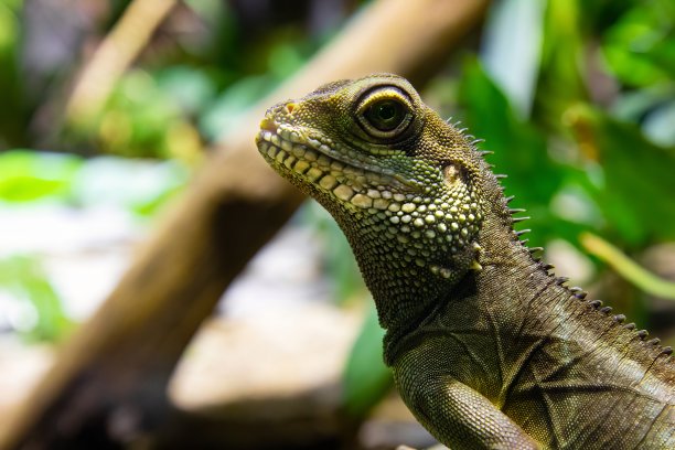 physignathus