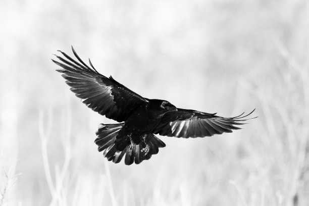 raven