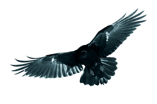 raven