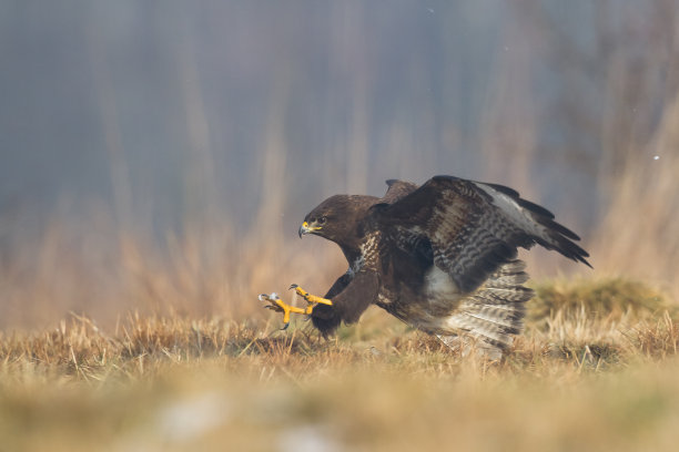 buzzard