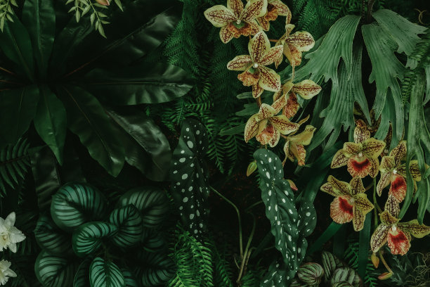 热带森林中的花朵，泰国