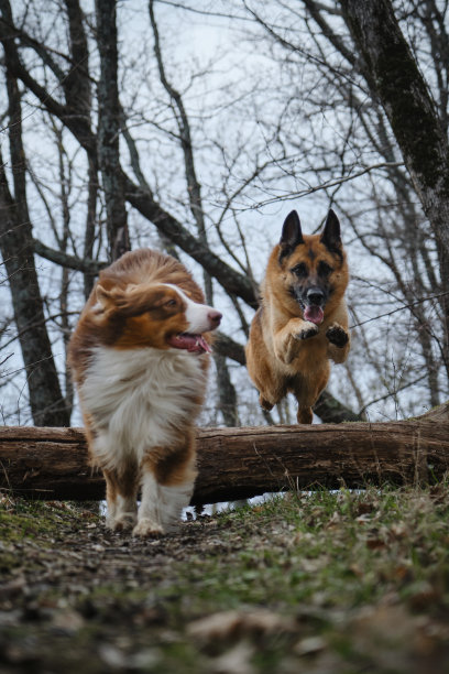 活力步调欢快向前跑