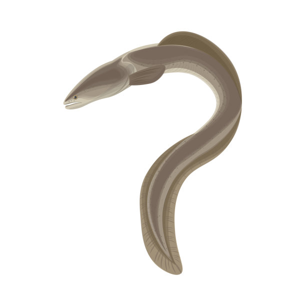 eel