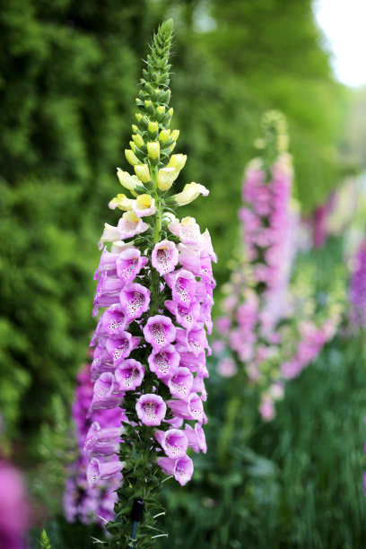 digitalis