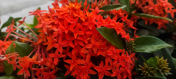 ixora