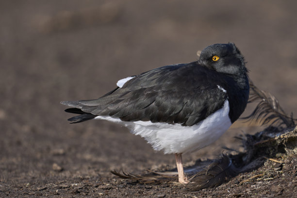 haematopus