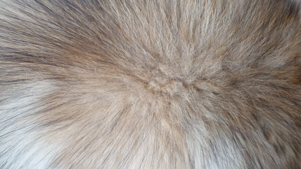 hairs