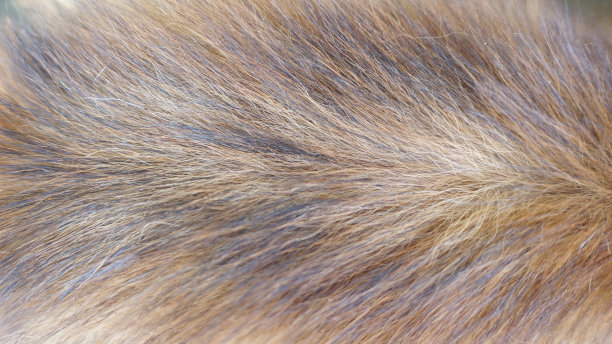 hairs