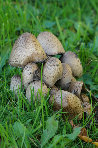 coprinus