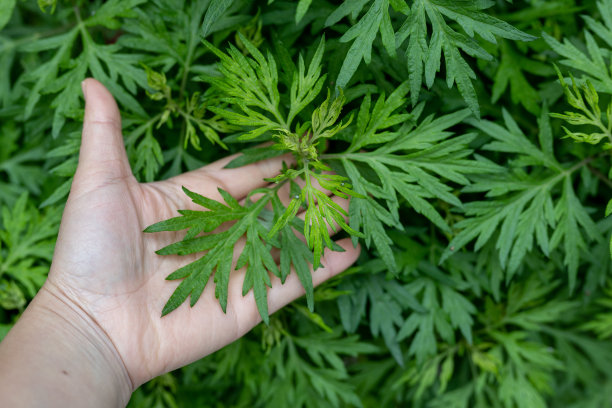 wormwood