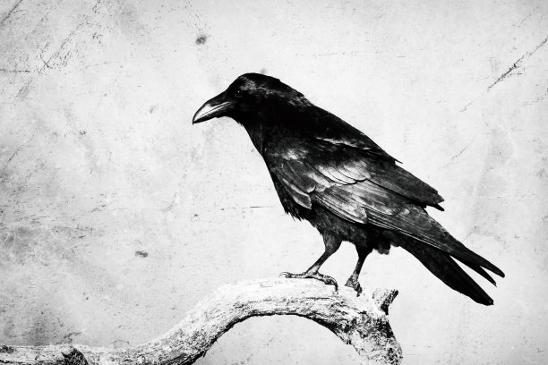 raven