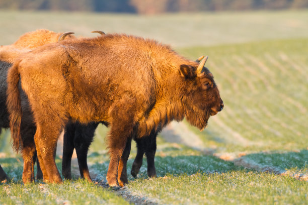 bison