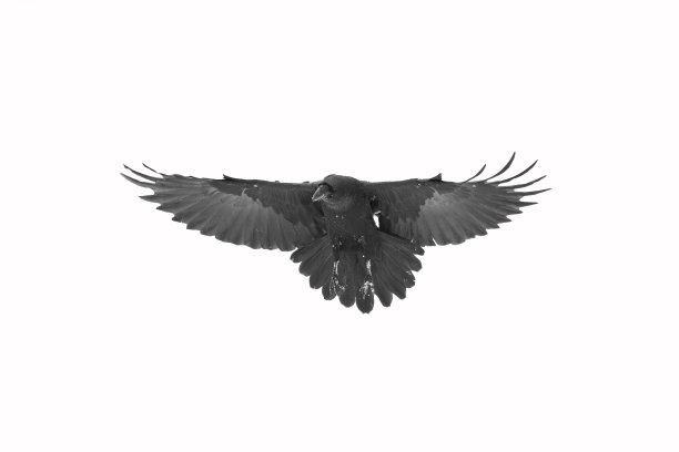 raven