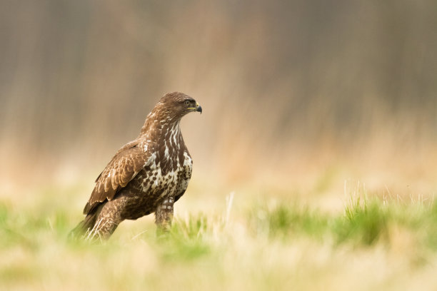 buzzard