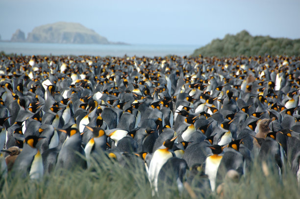colony