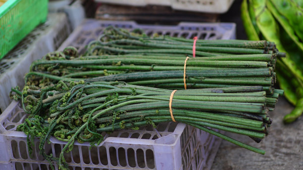 fiddlehead