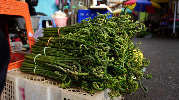 fiddlehead