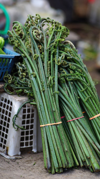 fiddlehead