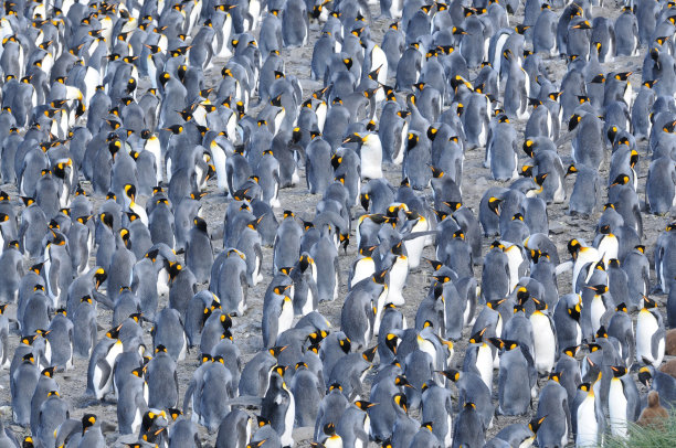 colony