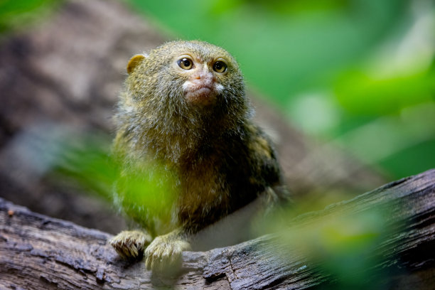 marmoset