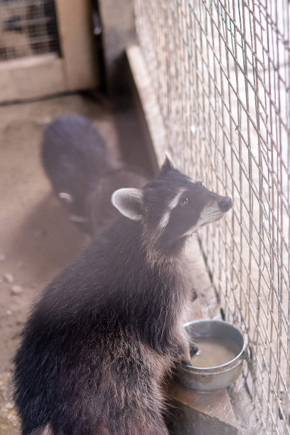 captivity