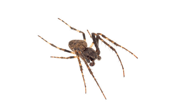 arachnid