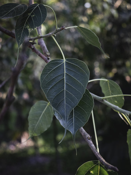 banyan