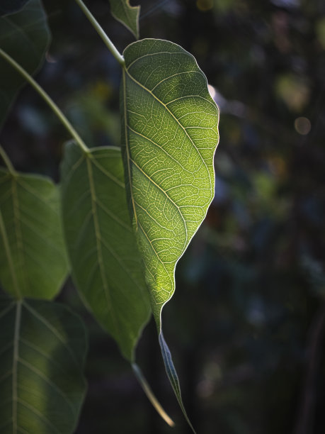 banyan