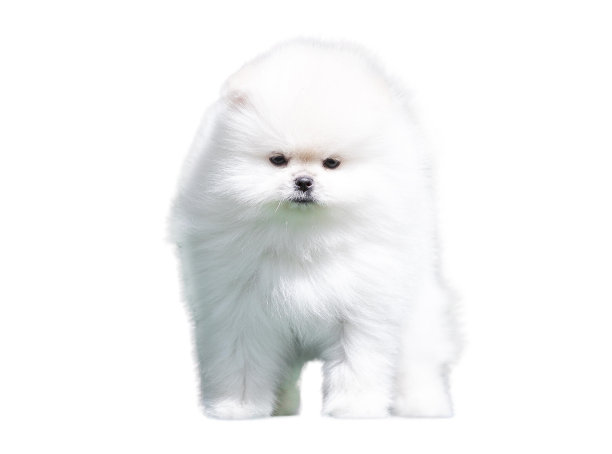 pedigree