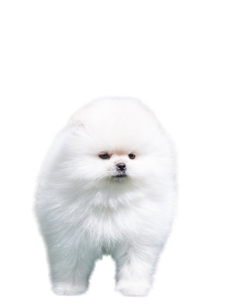 pedigree