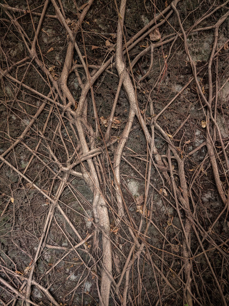 banyan