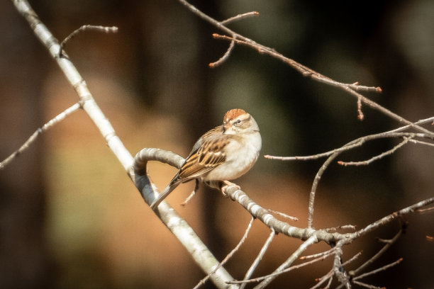 sparrow