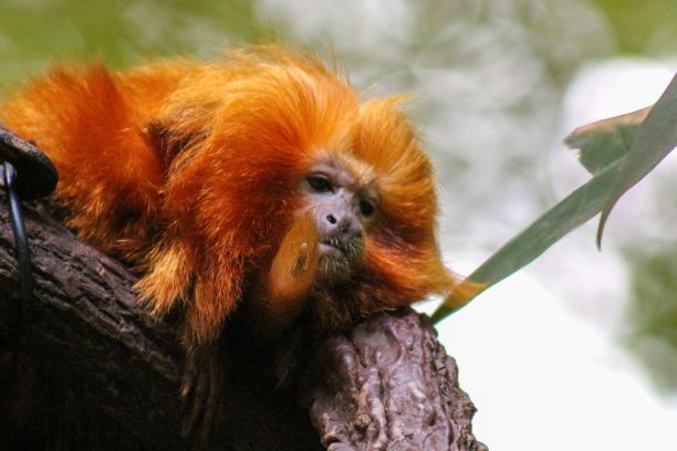 saguinus