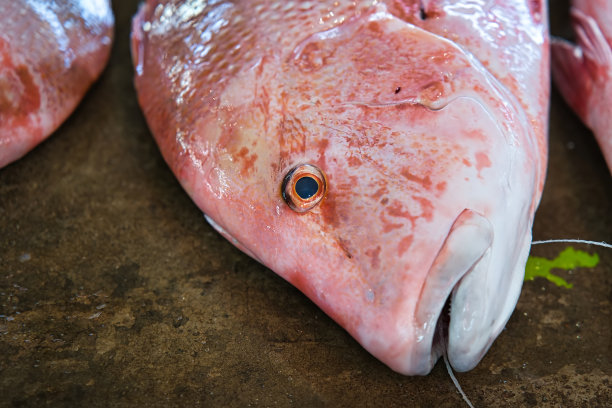 snapper