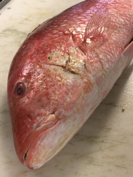鲜活红鲷鱼