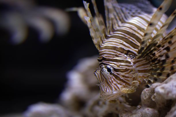 lionfish
