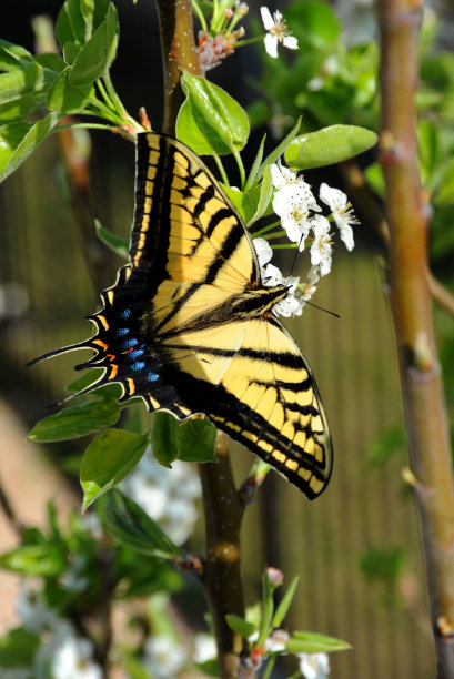danaus
