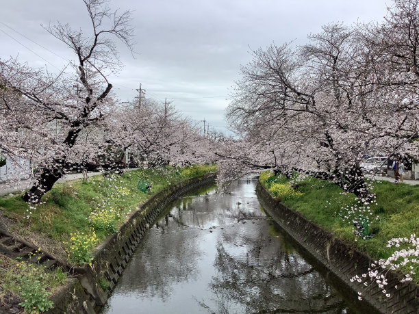 樱花林中小路