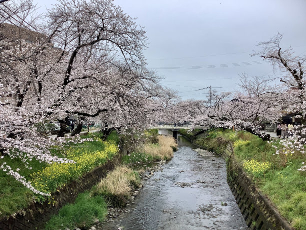 樱花林中小路