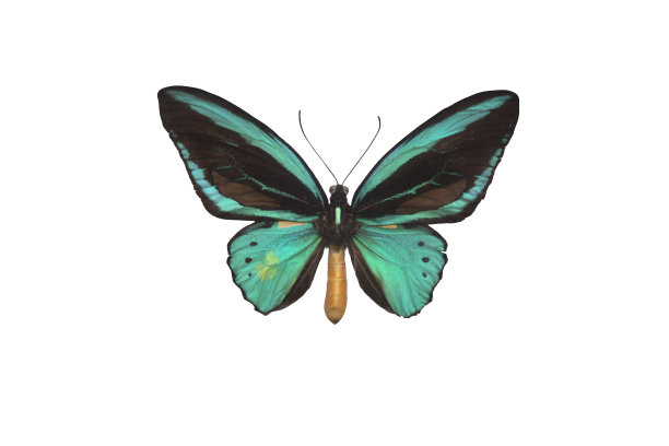 ornithoptera