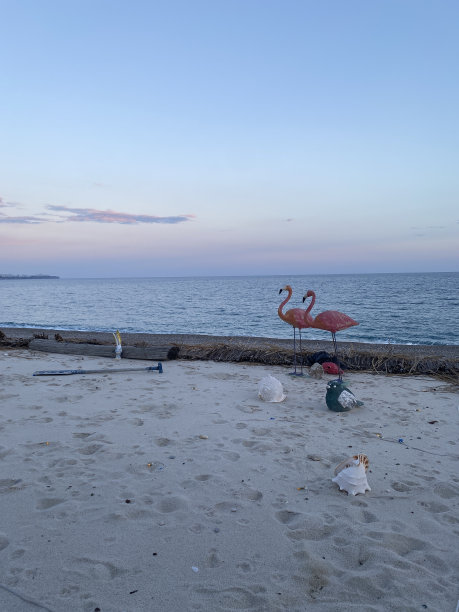 飞鸟蓝色大海壁纸