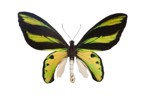 ornithoptera