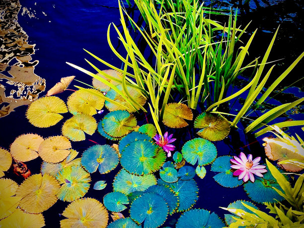 荷叶荷叶背景荷叶广告