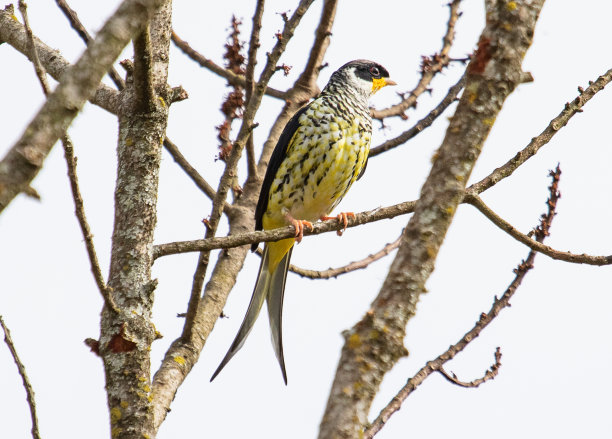 ornithology
