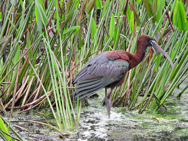 ibis
