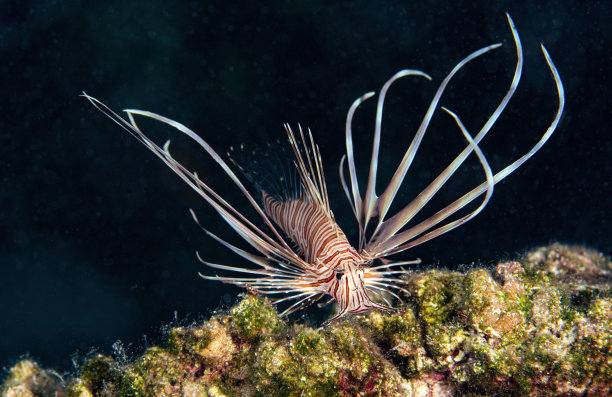 lionfish